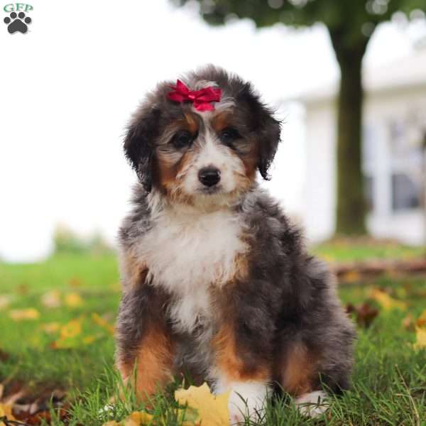 Tina, Mini Bernedoodle Puppy